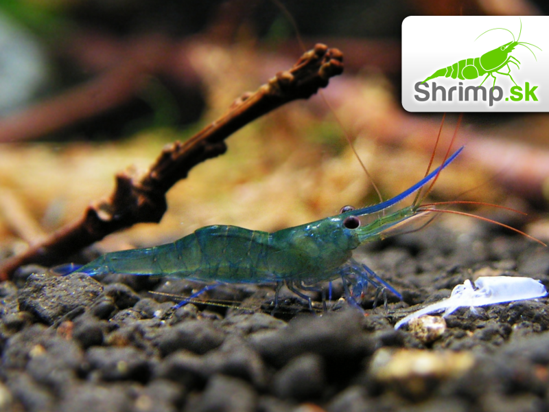 Krevetka Blue Leg Poso 10 ks - Caridina caerulea