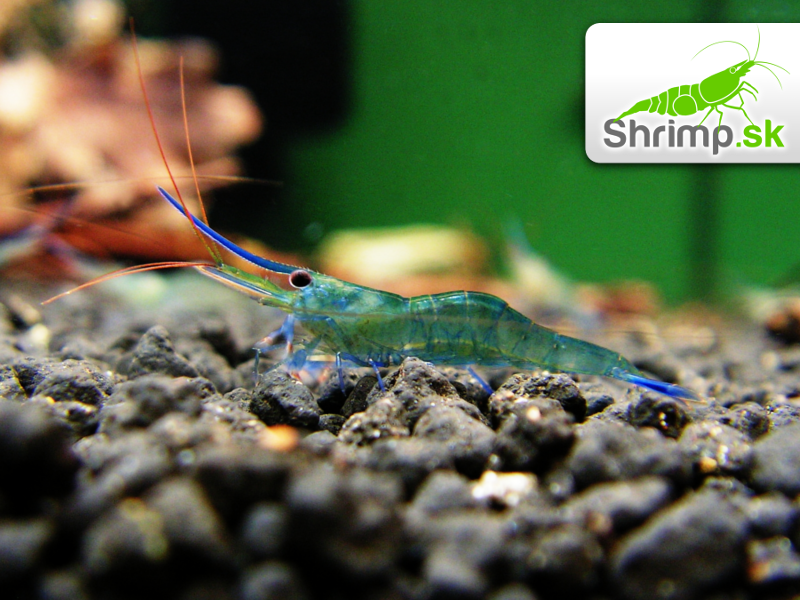 Krevetka Blue Leg Poso 20 ks - Caridina caerulea