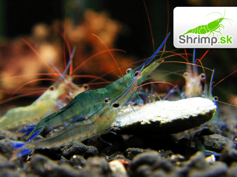 Krevetka Blue Leg Poso 20 ks - Caridina caerulea