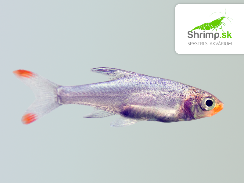 Razbora Sawbwa (1,5-3 cm) - 20 ks - Rasbora sawbwa