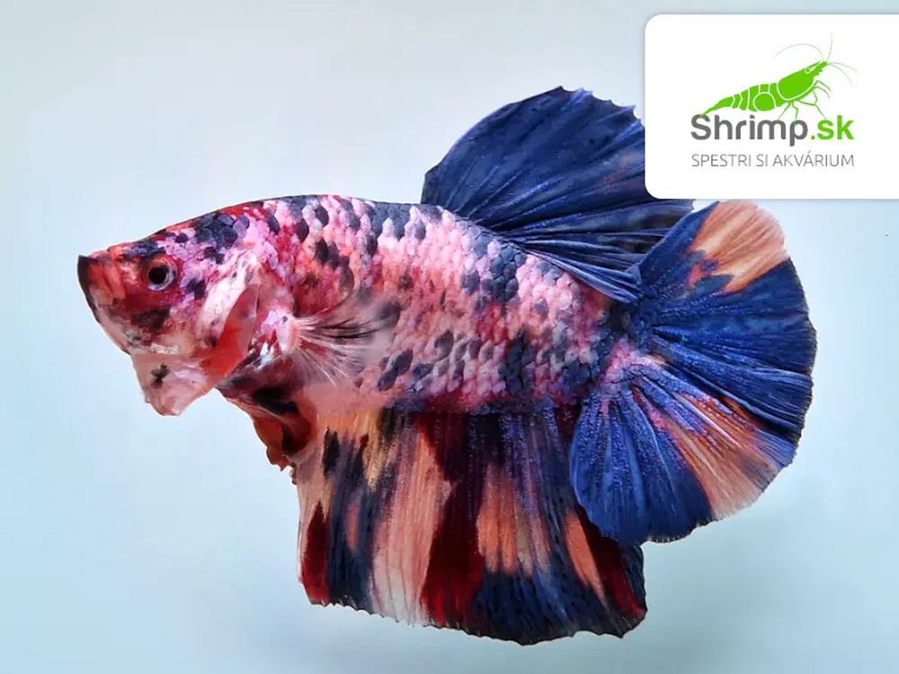 Bojovnica Giant Nemo ST - samica