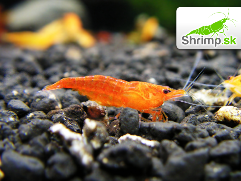Orange 30 ks - Neocaridina davidi