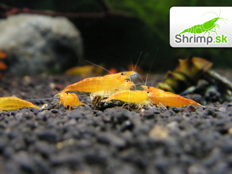 Orange 30 ks - Neocaridina davidi