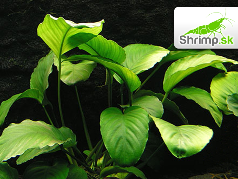 Anubias barteri - zväzok
