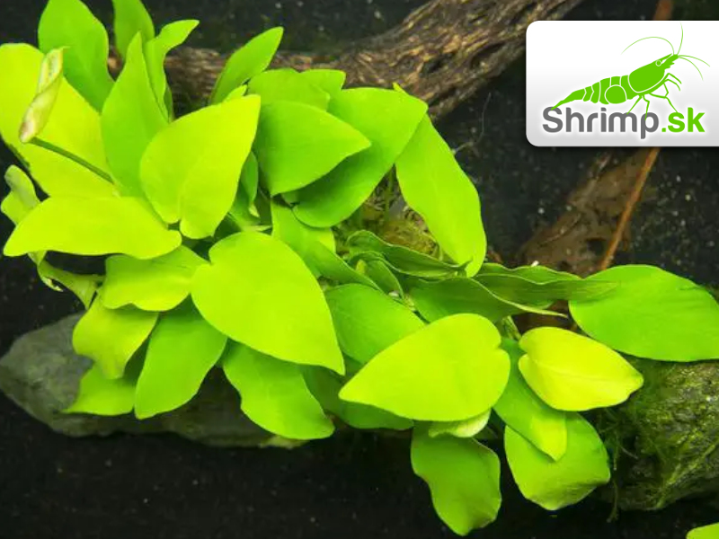 Anubias nana Golden - zväzok