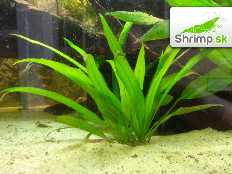 Echinodorus amazonicus - zväzok