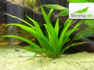 Echinodorus amazonicus - zväzok