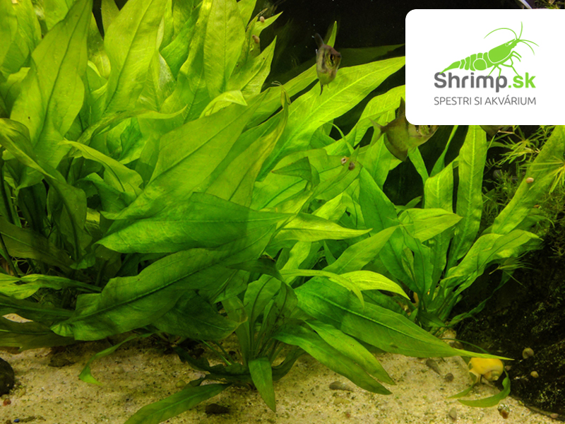 Echinodorus bleheri - zväzok
