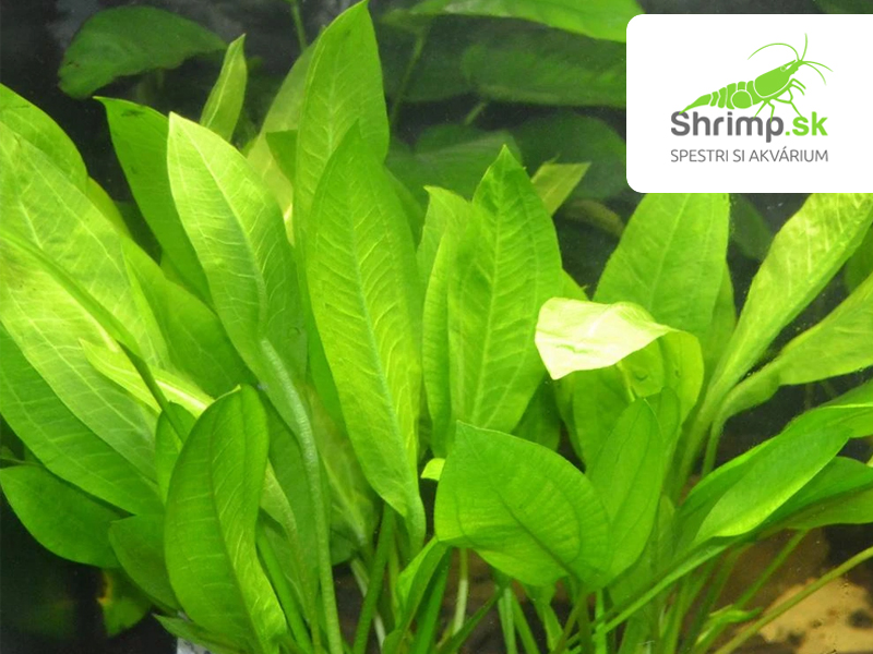 Echinodorus bleheri - zväzok