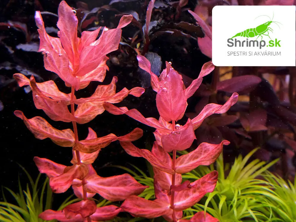 Rotala macrandra - zväzok