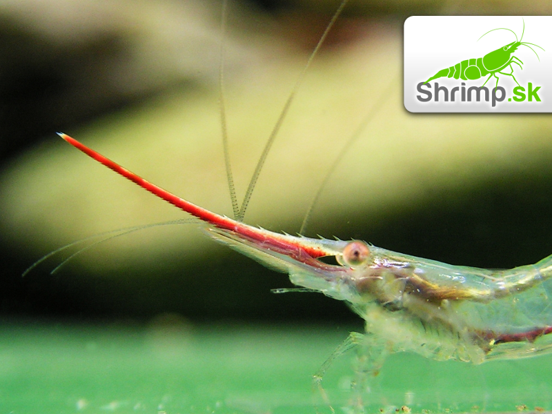 Krevetka Pinokio 20 ks - Caridina gracilirostris