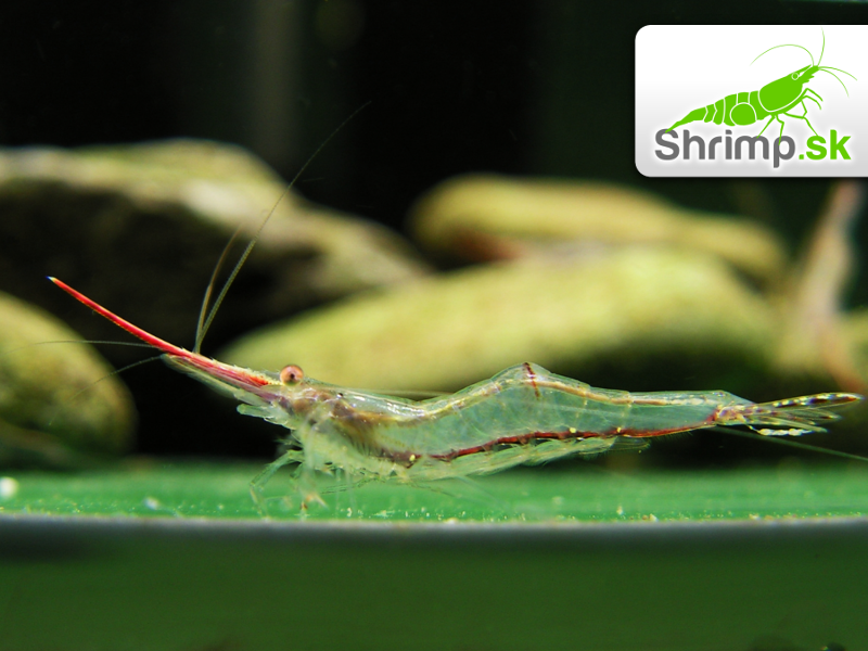 Krevetka Pinokio 20 ks - Caridina gracilirostris