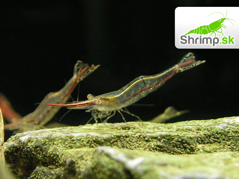 Krevetka Pinokio 30 ks - Caridina gracilirostris