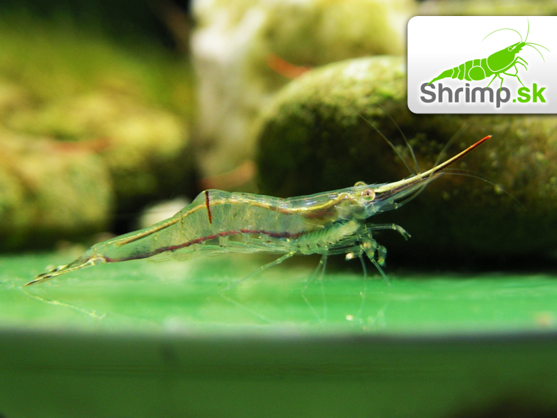 Krevetka Pinokio 30 ks - Caridina gracilirostris