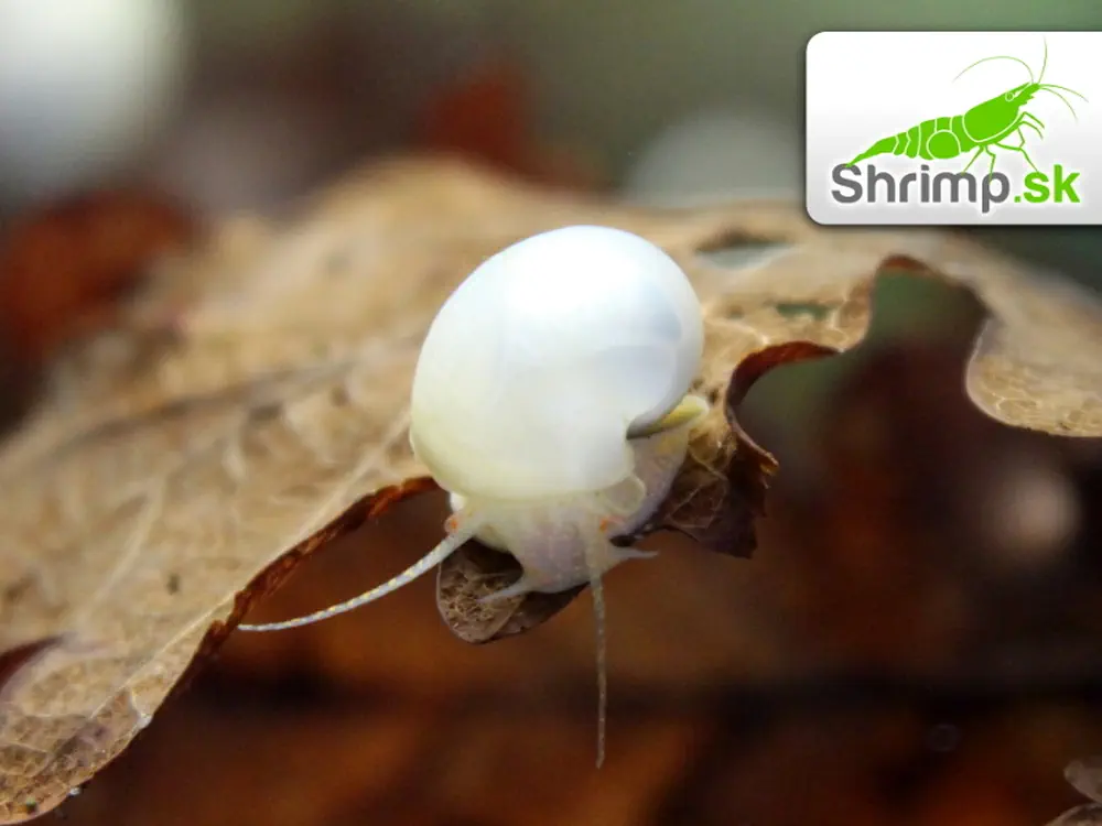 Slimák Ampulária biela - Ampullaria australis 10 ks