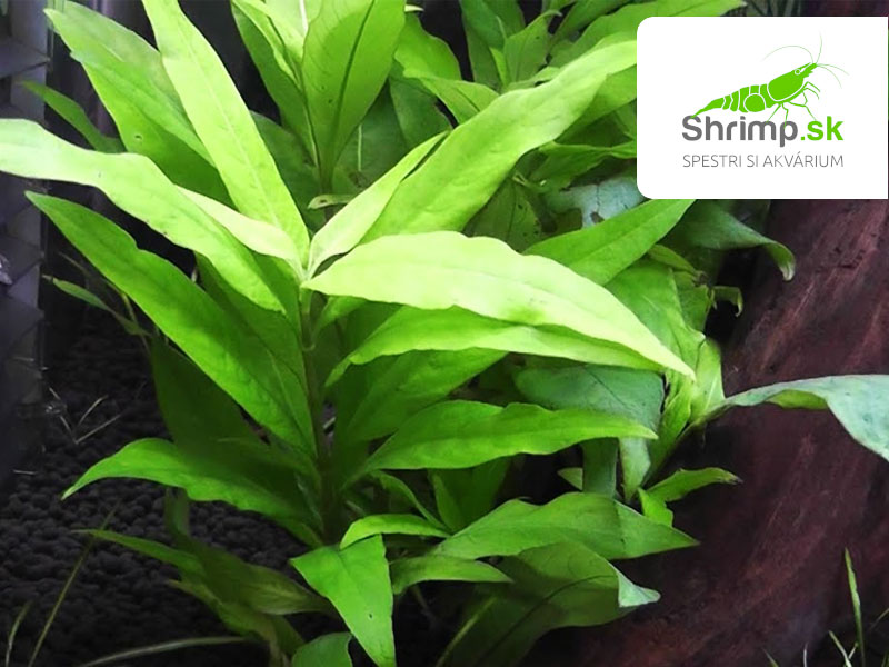 Hygrophila corymbosa - zväzok