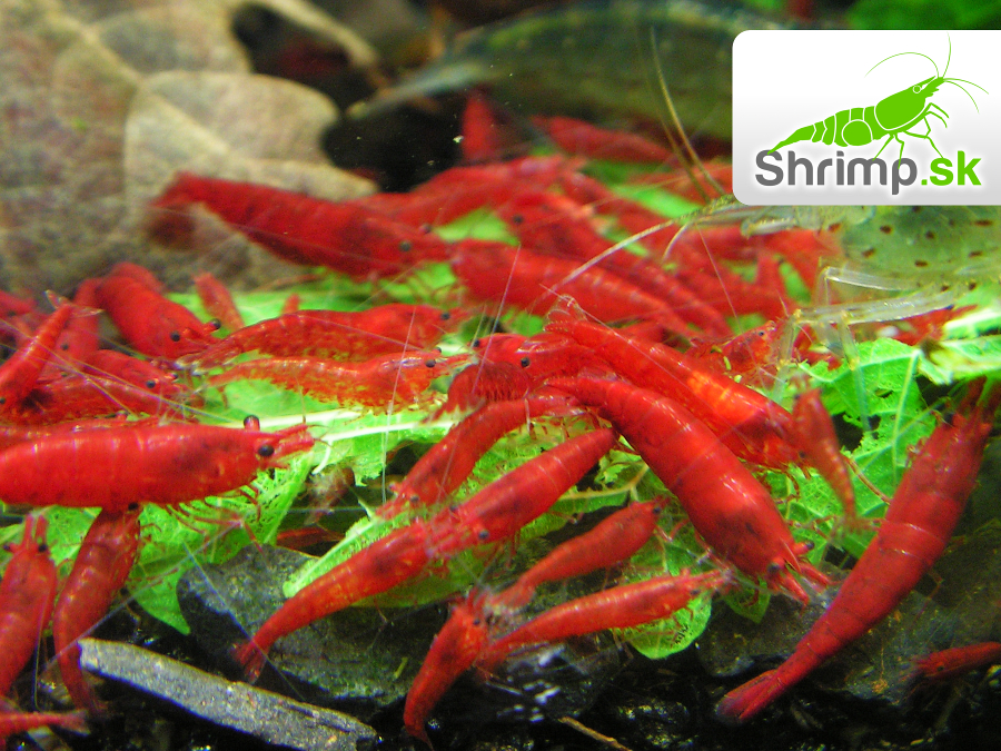 Bloody mary 30 ks - Neocaridina davidi