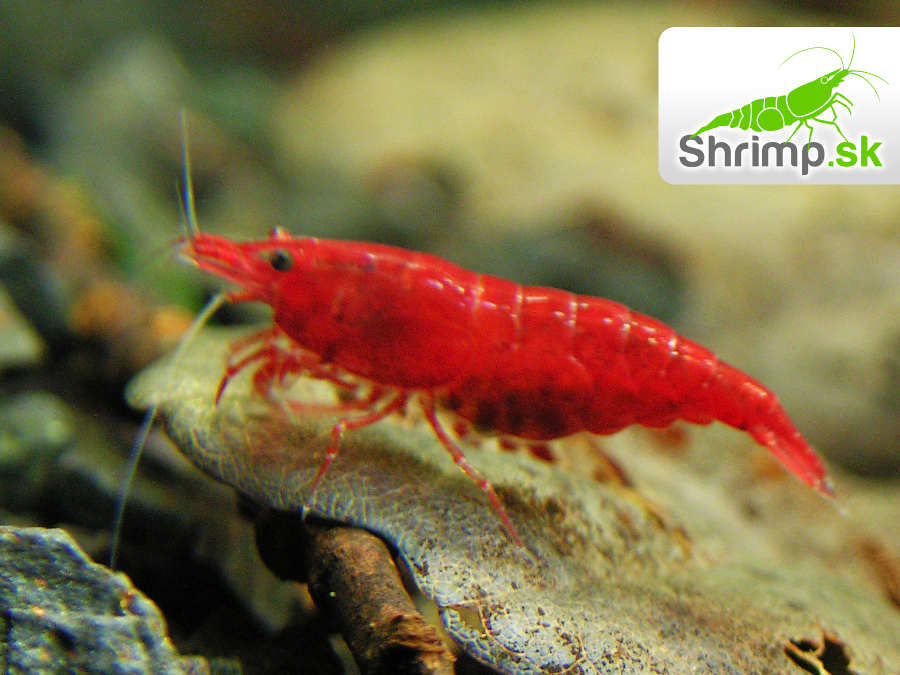 Bloody mary 30 ks - Neocaridina davidi