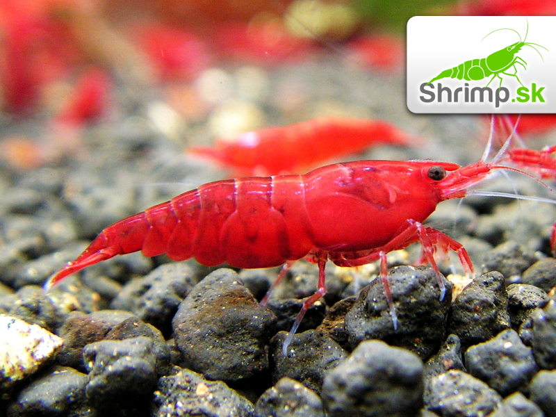 Bloody mary 30 ks - Neocaridina davidi