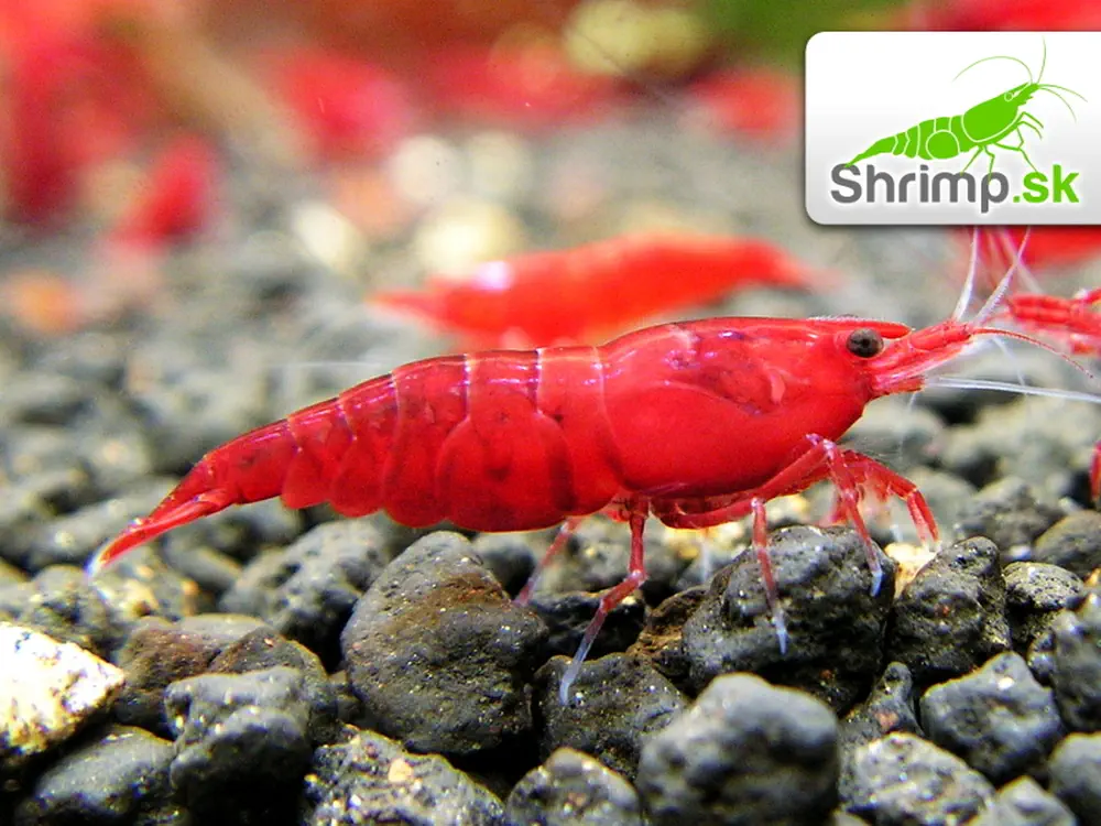 Bloody mary 30 ks - Neocaridina davidi