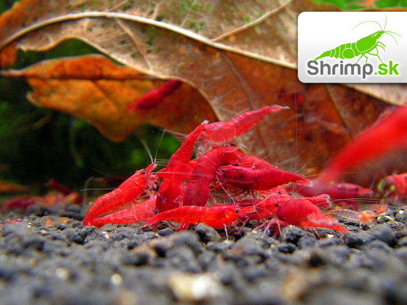 Bloody mary 30 ks - Neocaridina davidi