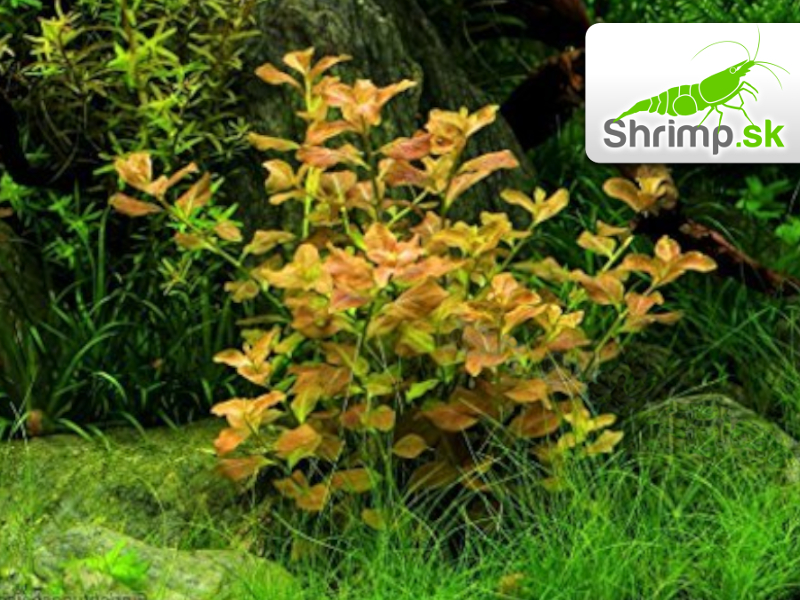 Ludwigia repens Rubin - zväzok