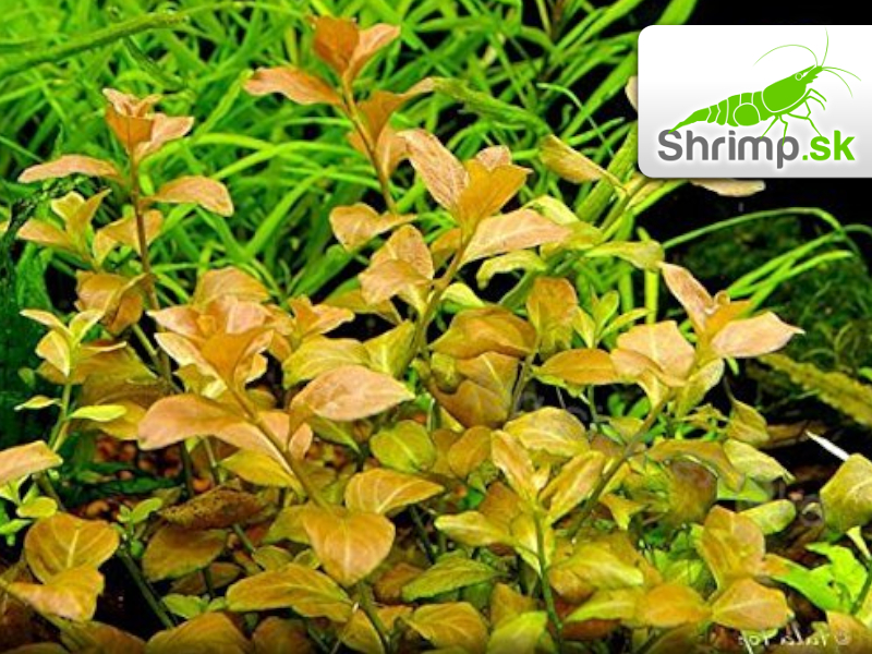 Ludwigia repens Rubin - zväzok