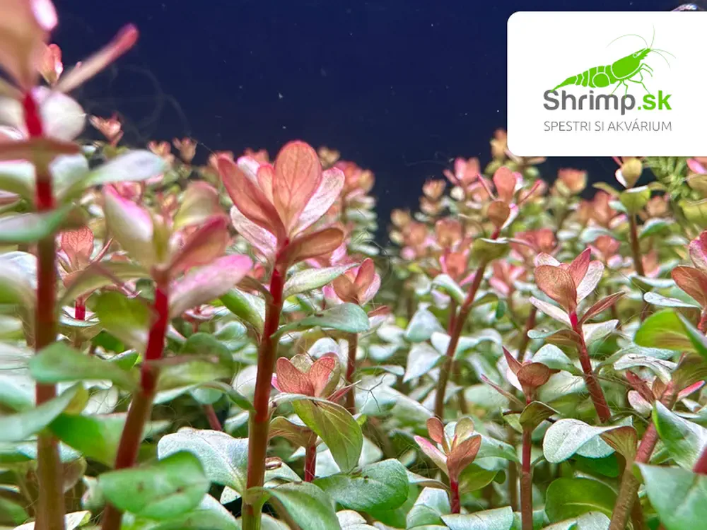 Rotala blood red - košík