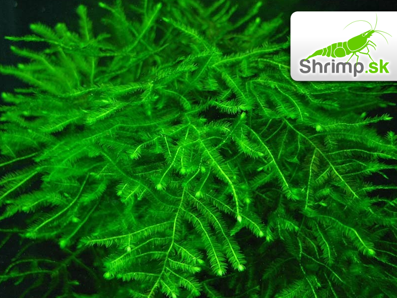 Java Moss (Taxiphyllum barbieri) na kokosovej korunke