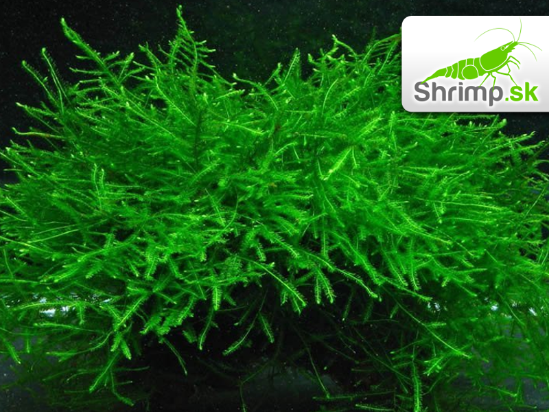 Java Moss (Taxiphyllum barbieri) na kokosovej korunke