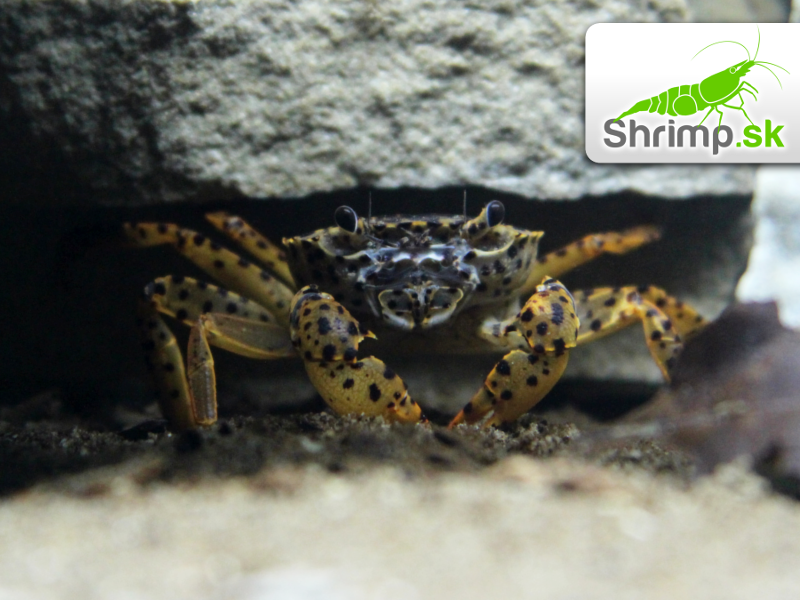 Panther krab L - Parathelphusa pantherina