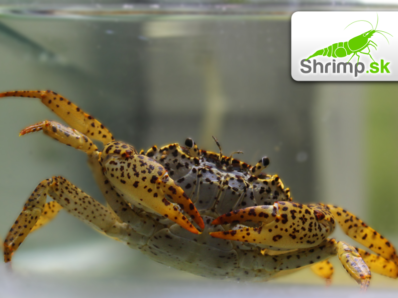 Panther krab L - Parathelphusa pantherina