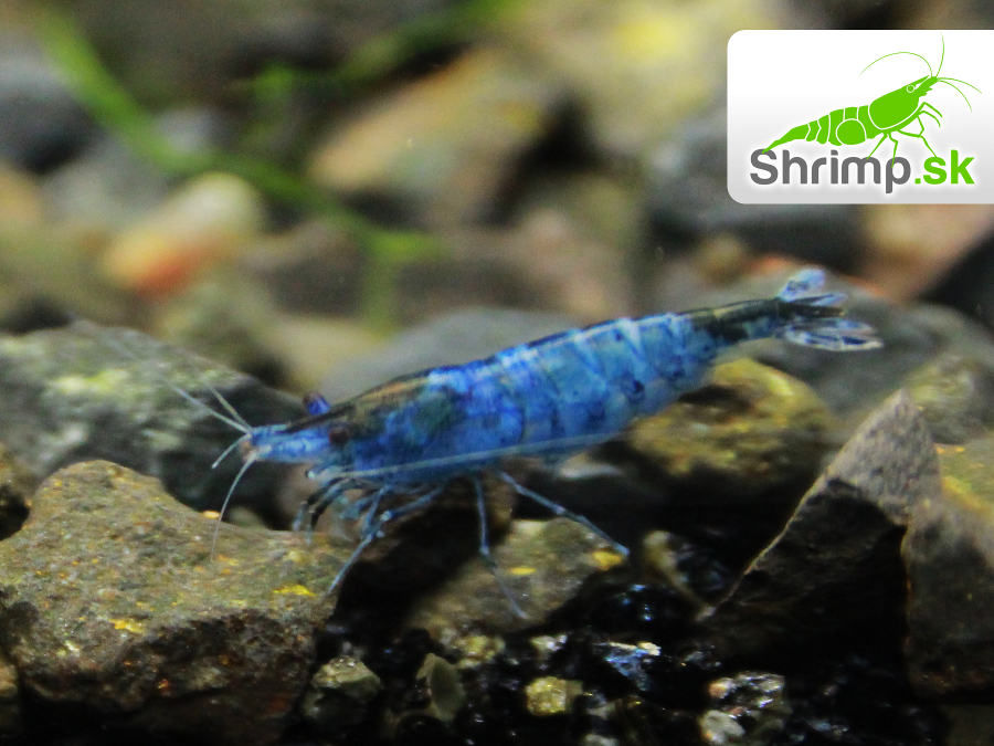 Black & Blue 10 ks - Neocaridina davidi