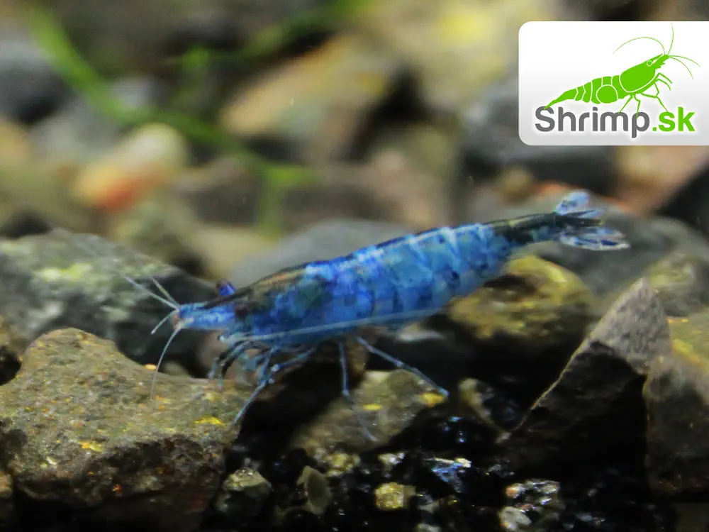 Black & Blue 10 ks - Neocaridina davidi