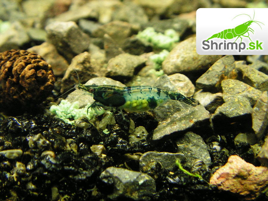 Black & Blue 10 ks - Neocaridina davidi
