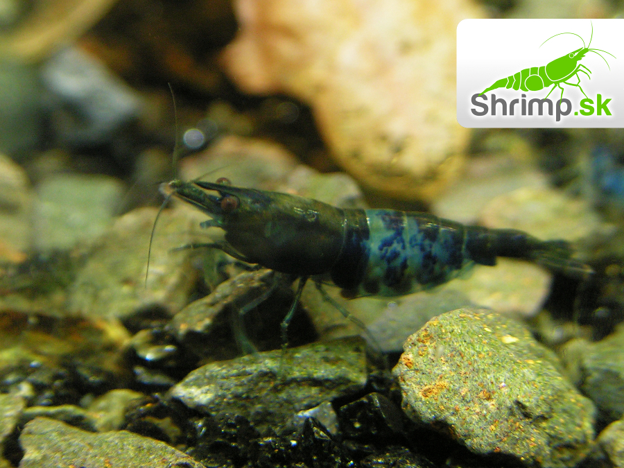 Black & Blue 10 ks - Neocaridina davidi