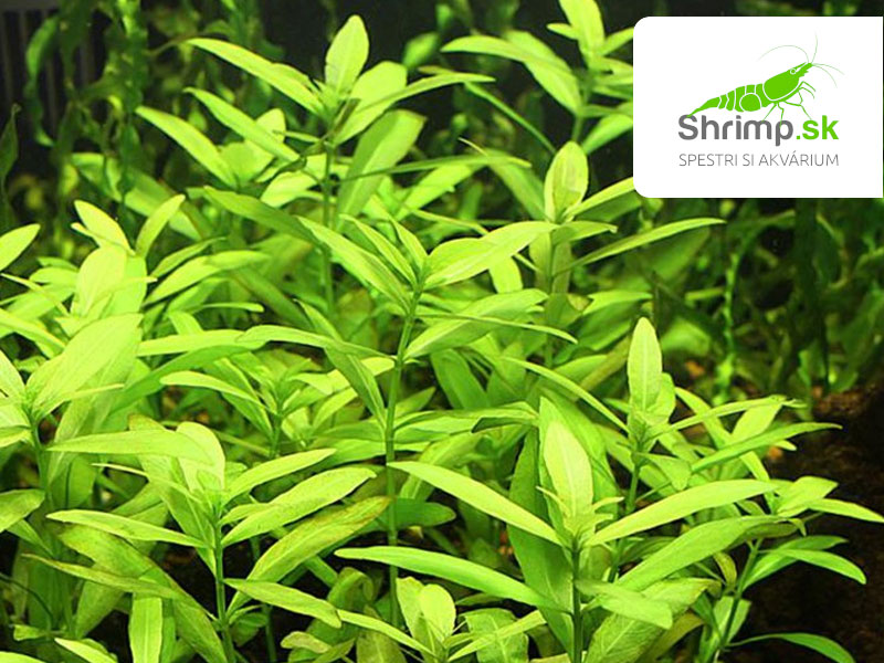 Hygrophila polysperma - zväzok