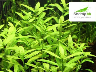 Hygrophila polysperma - zväzok