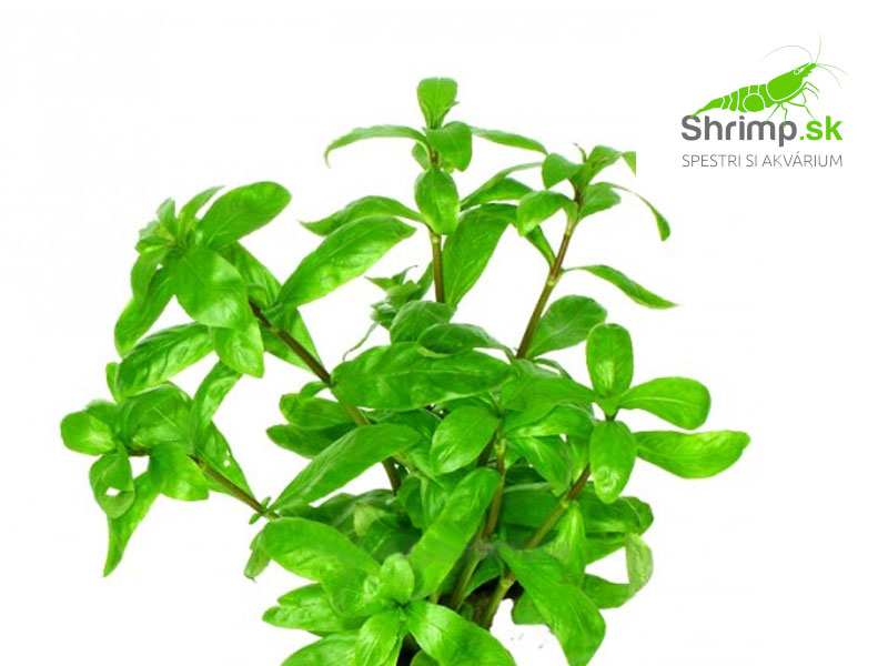 Hygrophila polysperma - zväzok