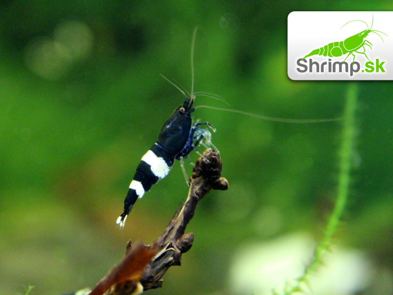 Black Panda 10 ks (Caridina sp.)