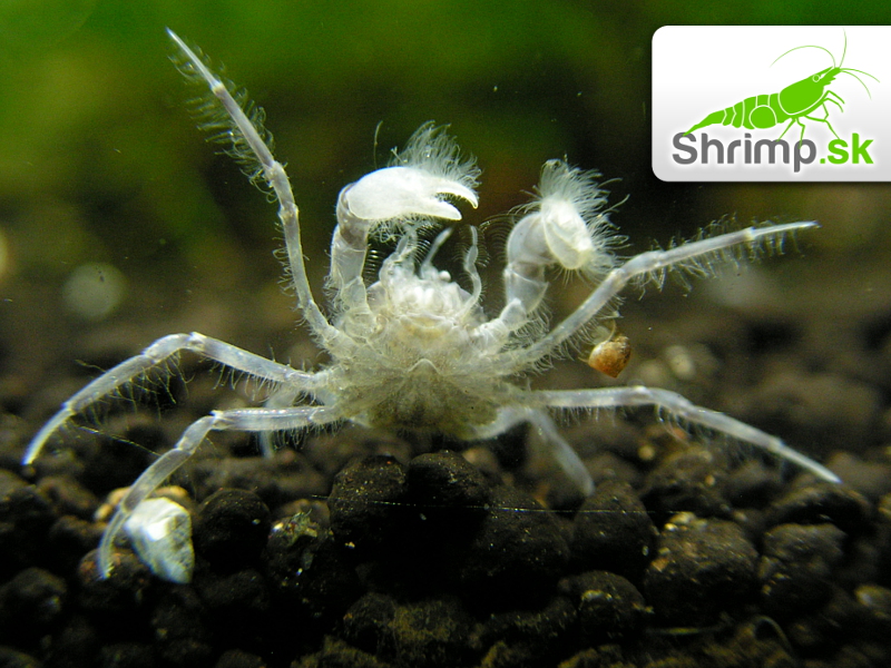 Mikro Krab 20 ks - Limnopilos naiyanetri