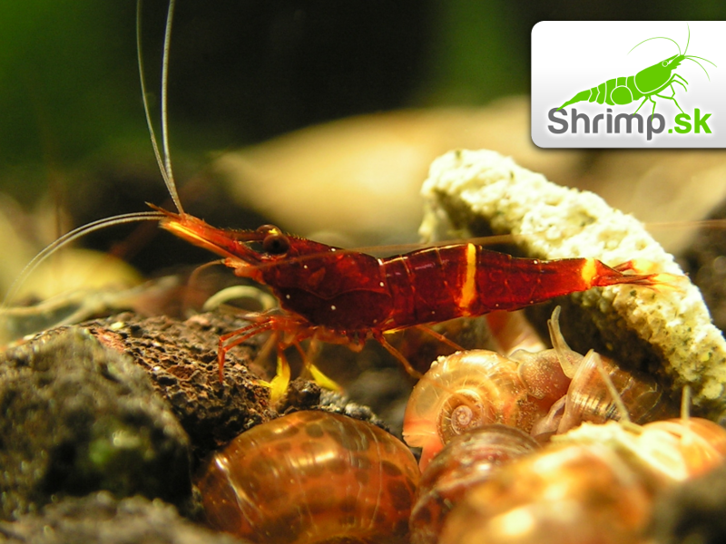 Sulawesi Yellow Cheek 10 ks - Caridina spinata