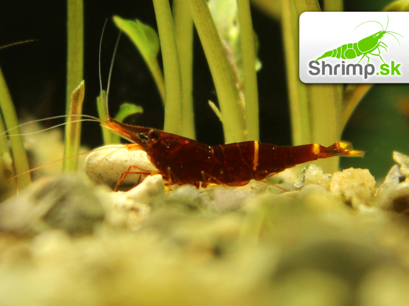 Sulawesi Yellow Cheek 10 ks - Caridina spinata