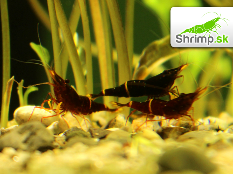 Sulawesi Yellow Cheek 10 ks - Caridina spinata