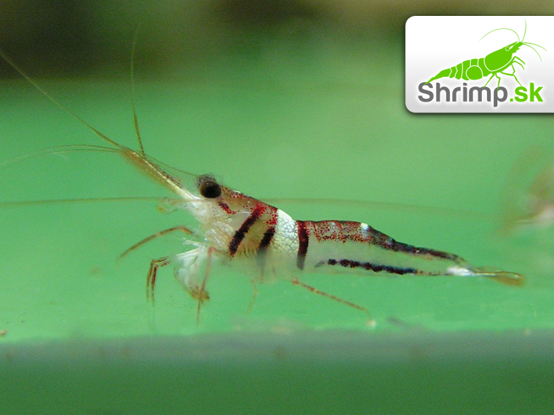 Krevetka Harlequin 10 ks - Caridina woltereckae