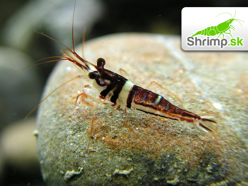 Krevetka Harlequin 10 ks - Caridina woltereckae