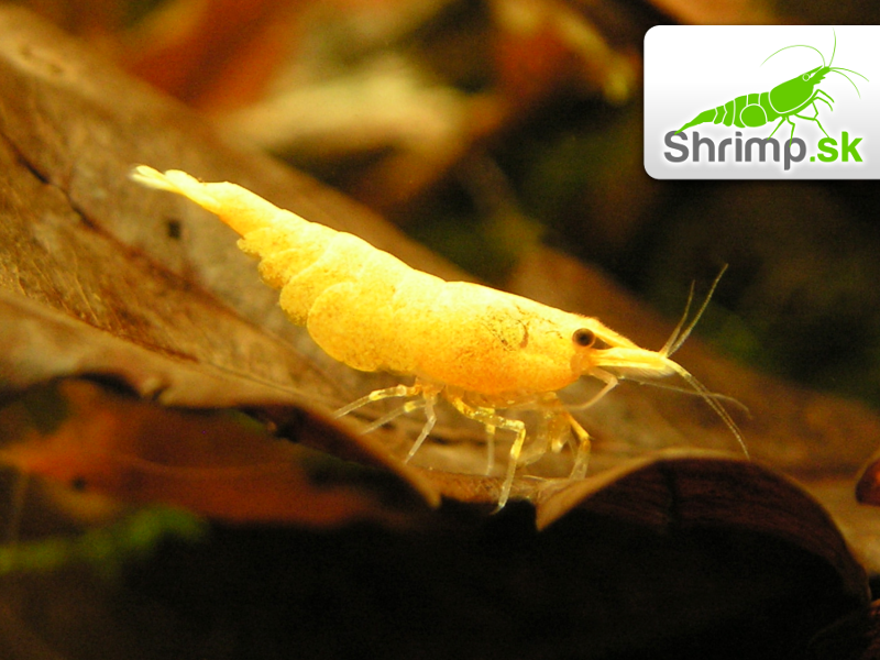 Yellow fire 10 ks - Neocaridina davidi