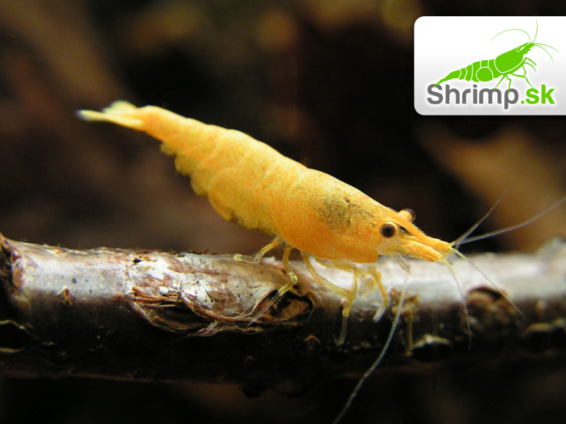 Yellow fire 10 ks - Neocaridina davidi