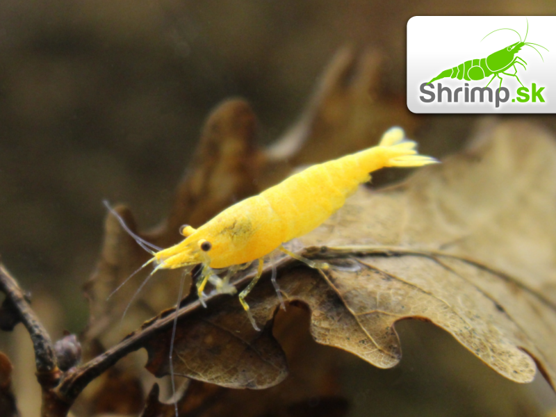 Yellow fire 10 ks - Neocaridina davidi