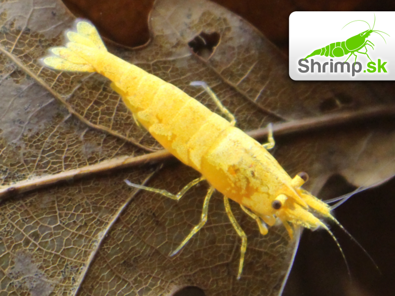 Yellow fire 10 ks - Neocaridina davidi